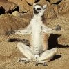 meditating lemur (2).jpg